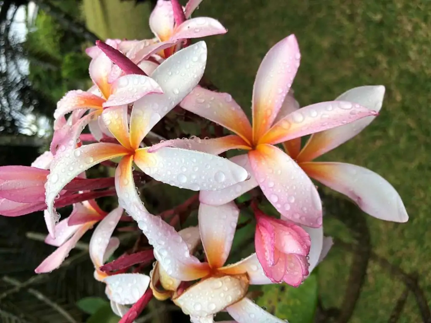 Villa Kalista Luxury Villas