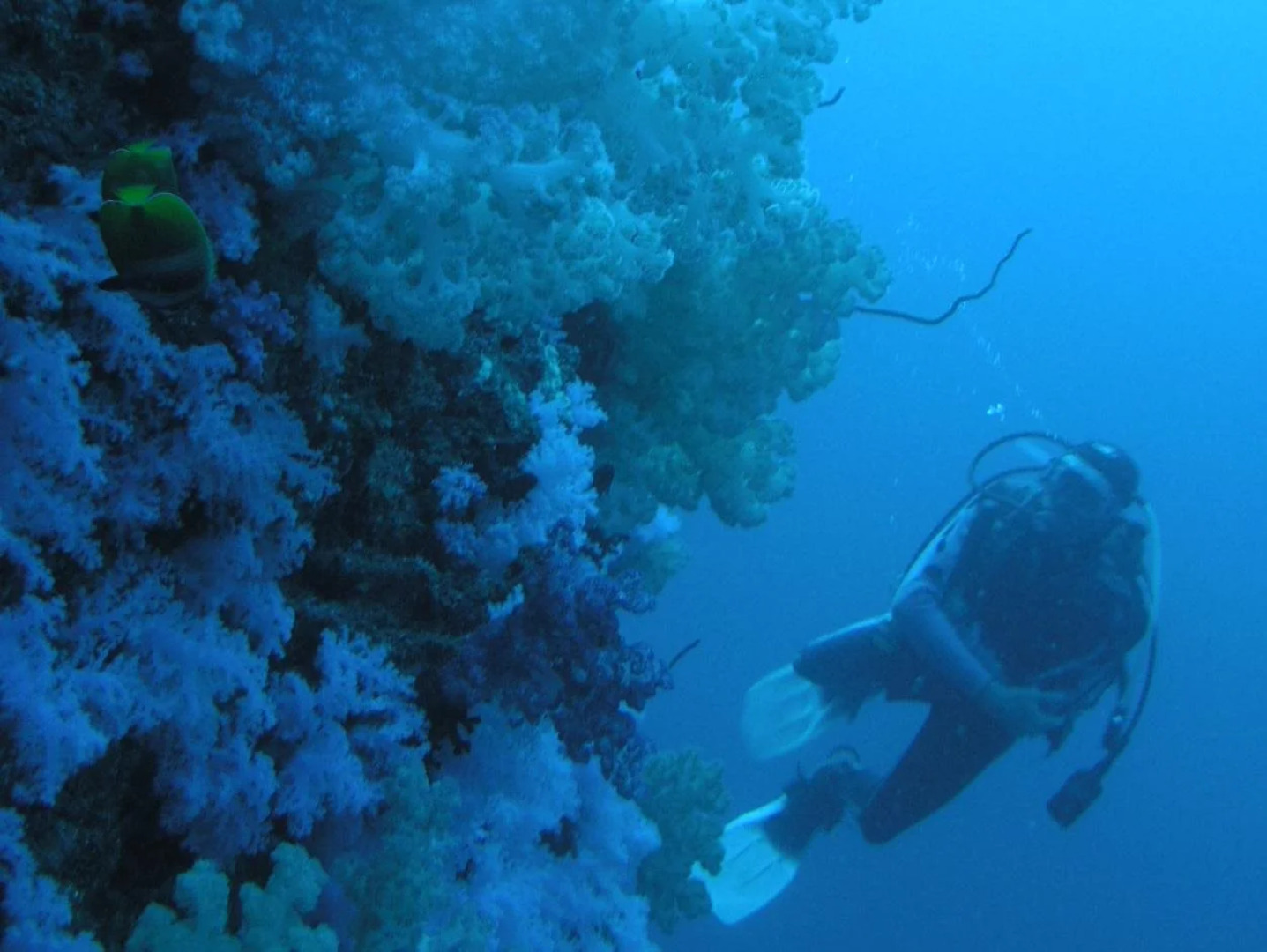 Dolphin Bay Divers Retreat