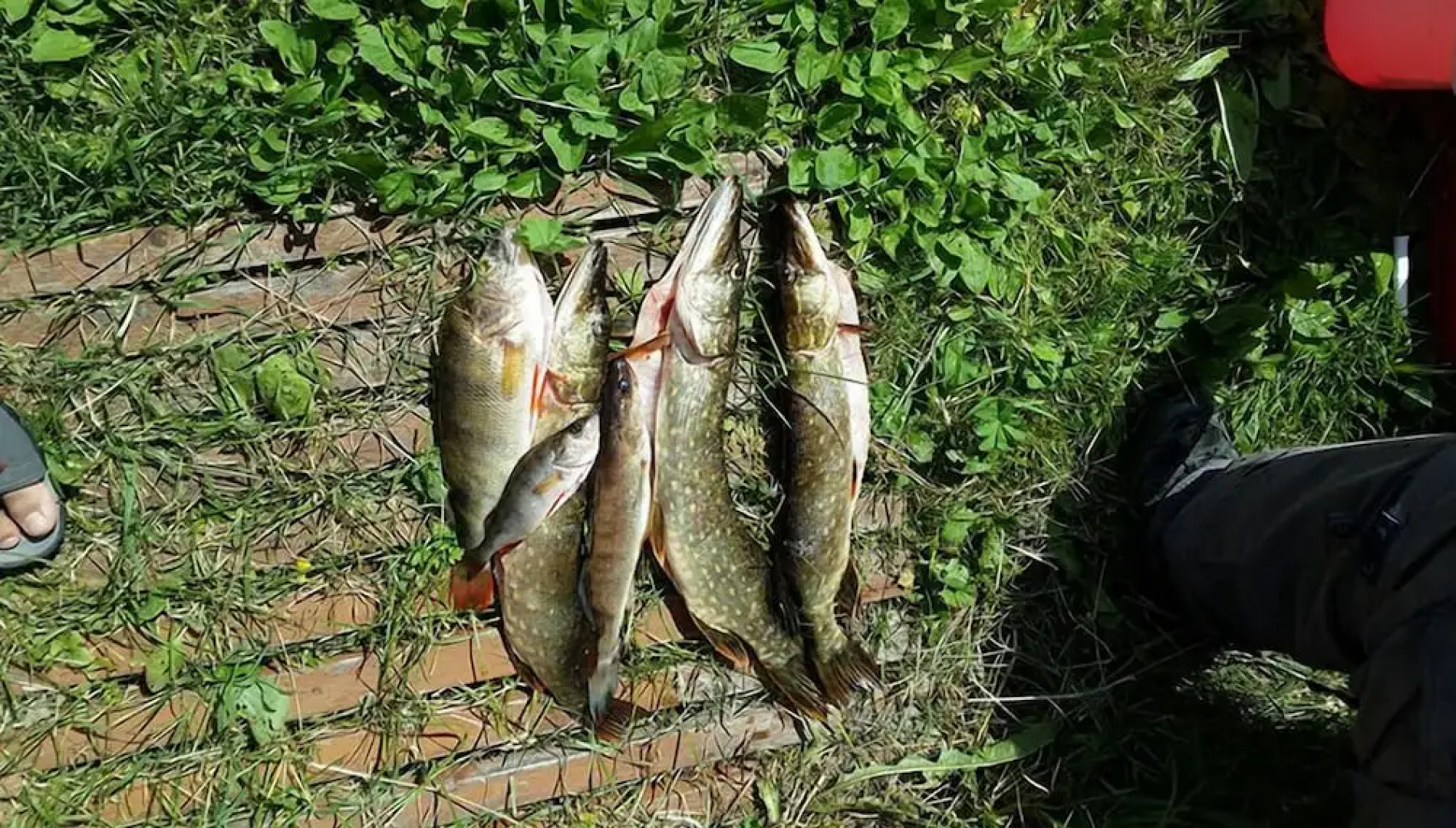 Yacht-Club Medvedica