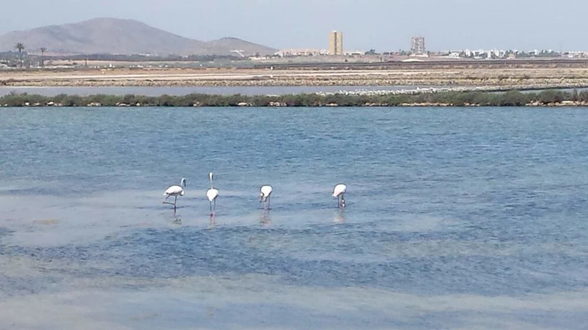 Inmovecos Optimist 2