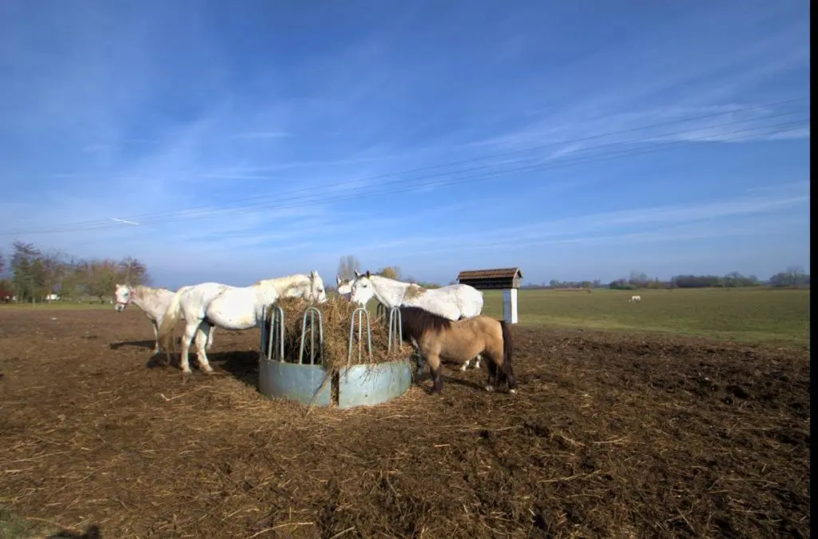 Gedeon Tanya-Panzió