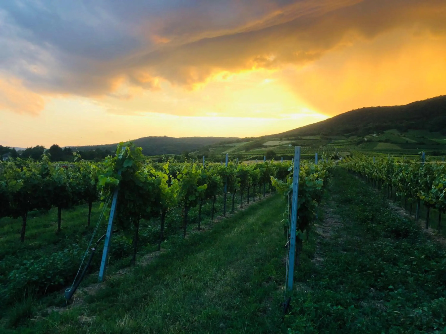 Appartment Rosengarten