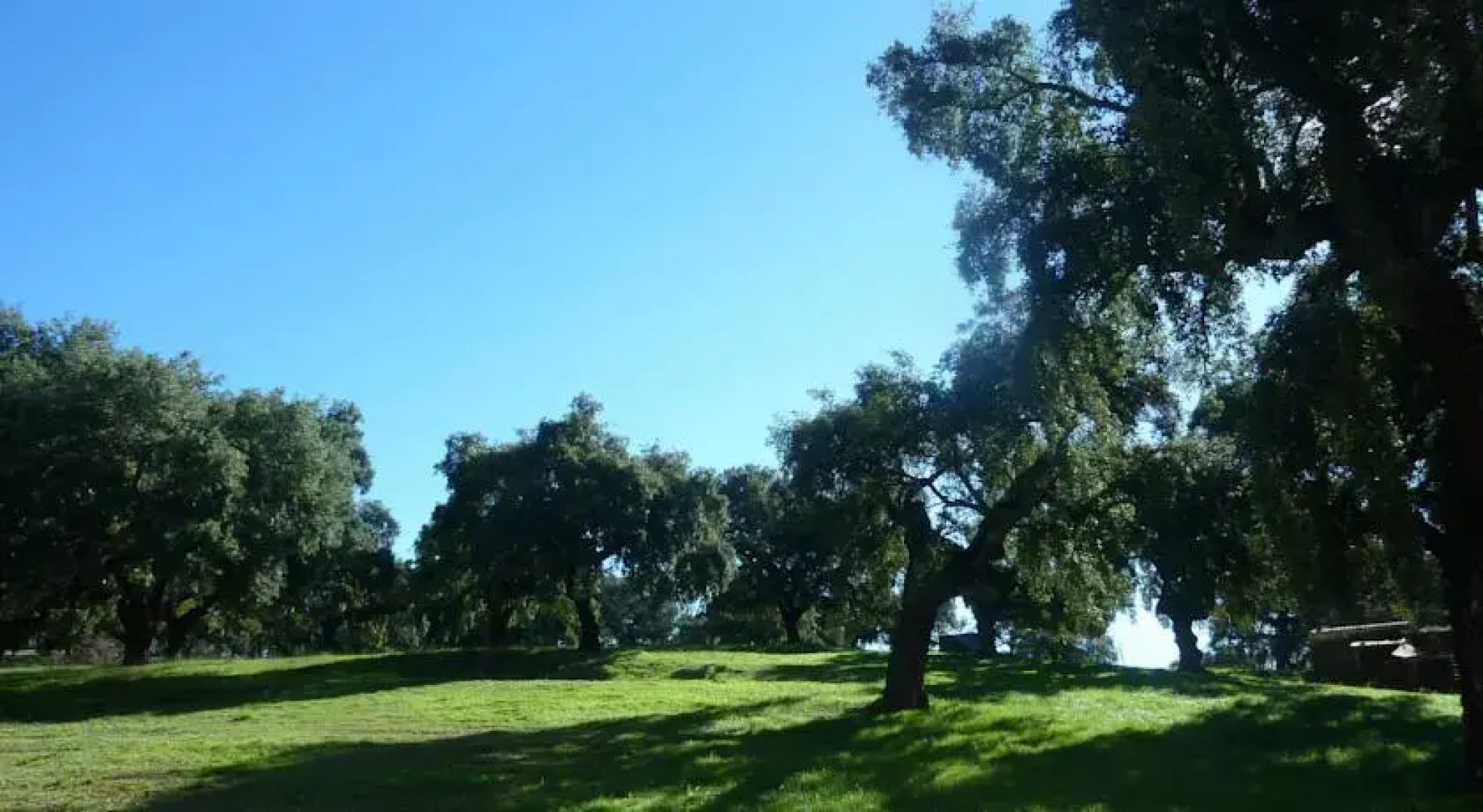 El encinar de Valdezufre