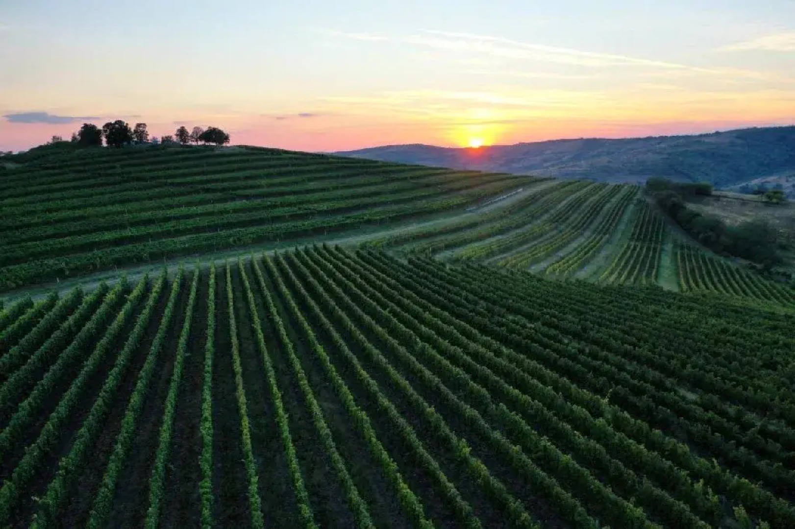 CRAMA APOGEUM - Adult only