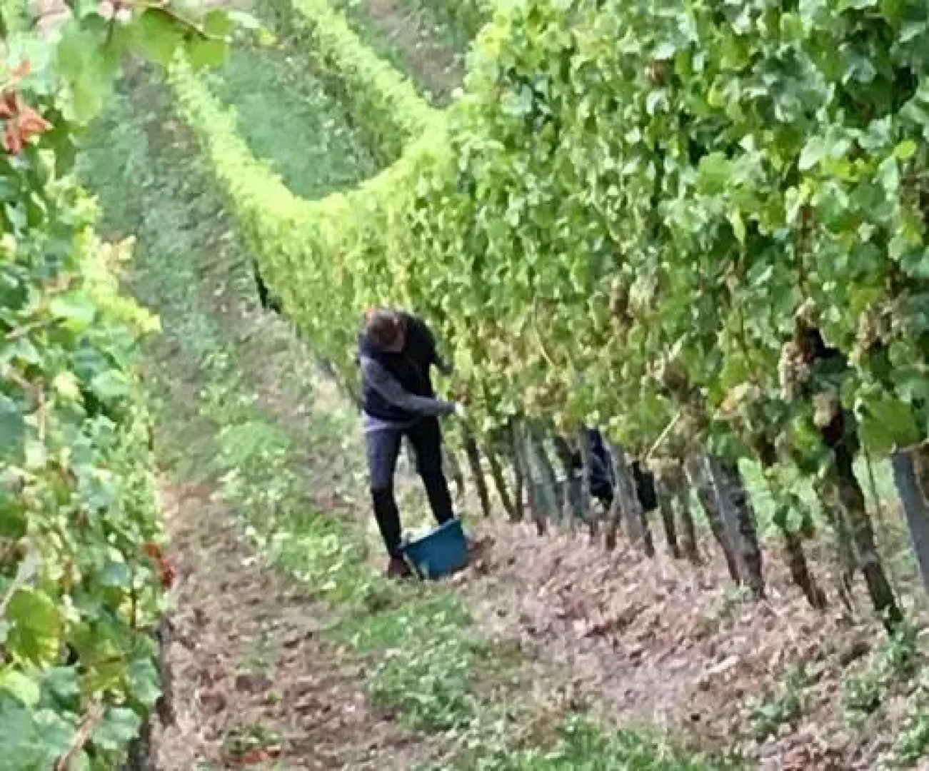 Ferienwohnung Am Moselufer