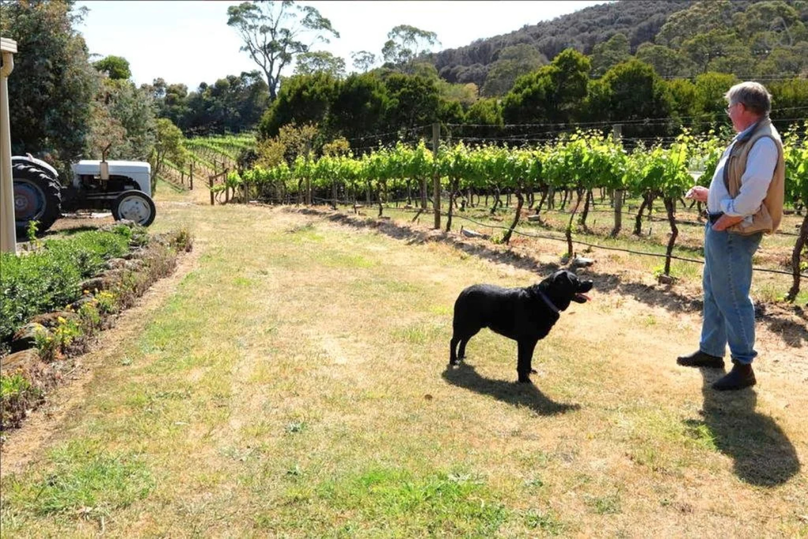 Every Man and His Dog Vineyard