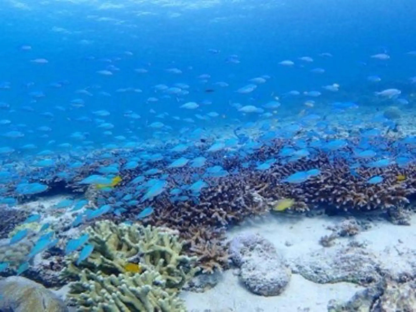 Lagoon315 (Akashima)