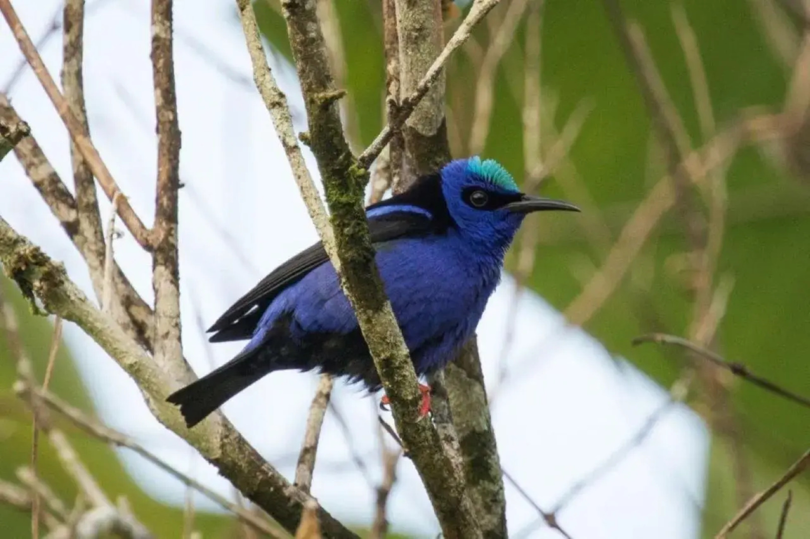The Leatherback Lodge