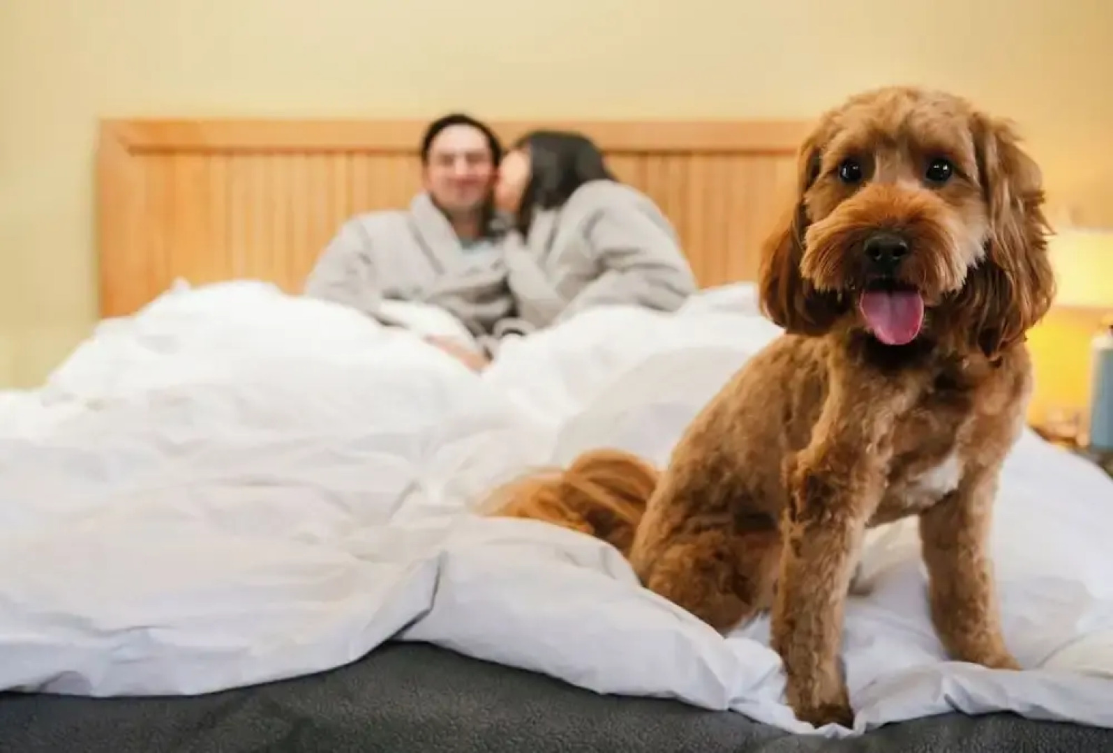 Costanoa Lodge and Camp