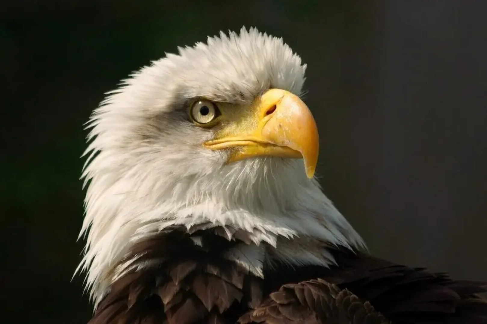 Schmankerl Hotel Bauer