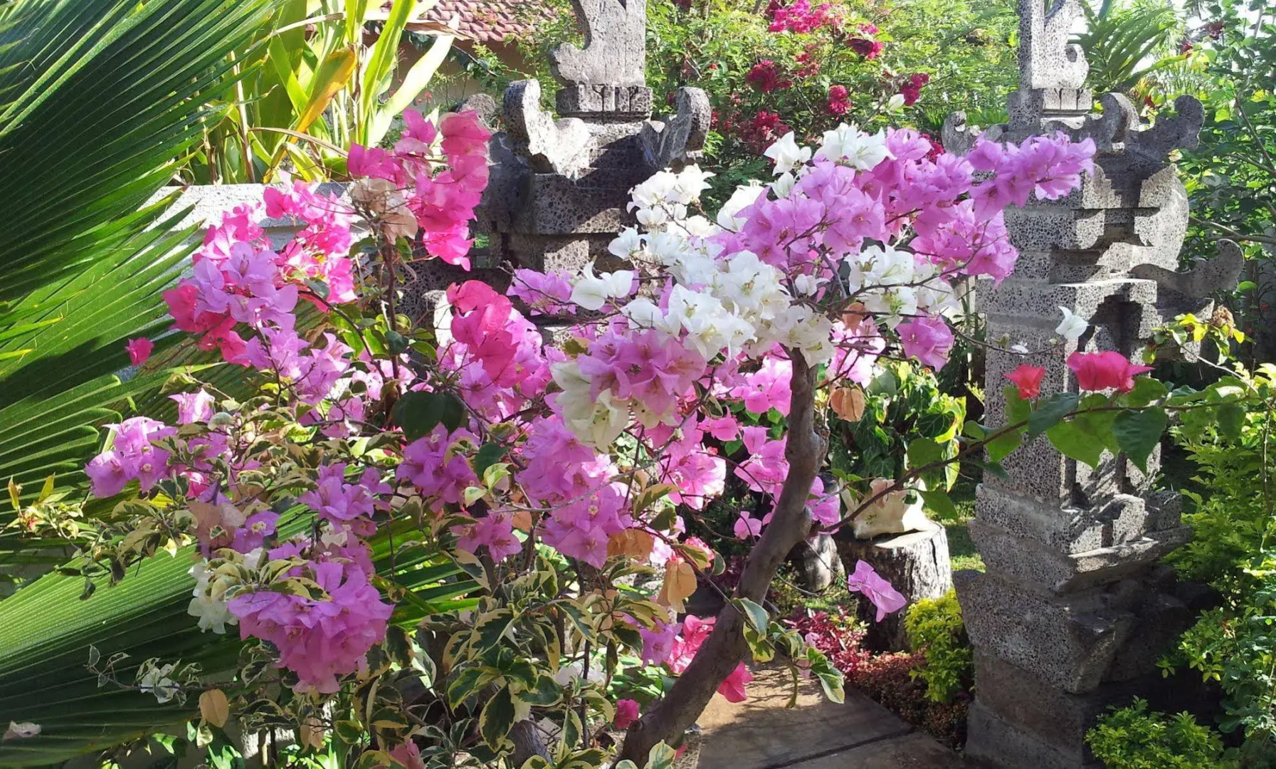 Starlight Hotel Lovina