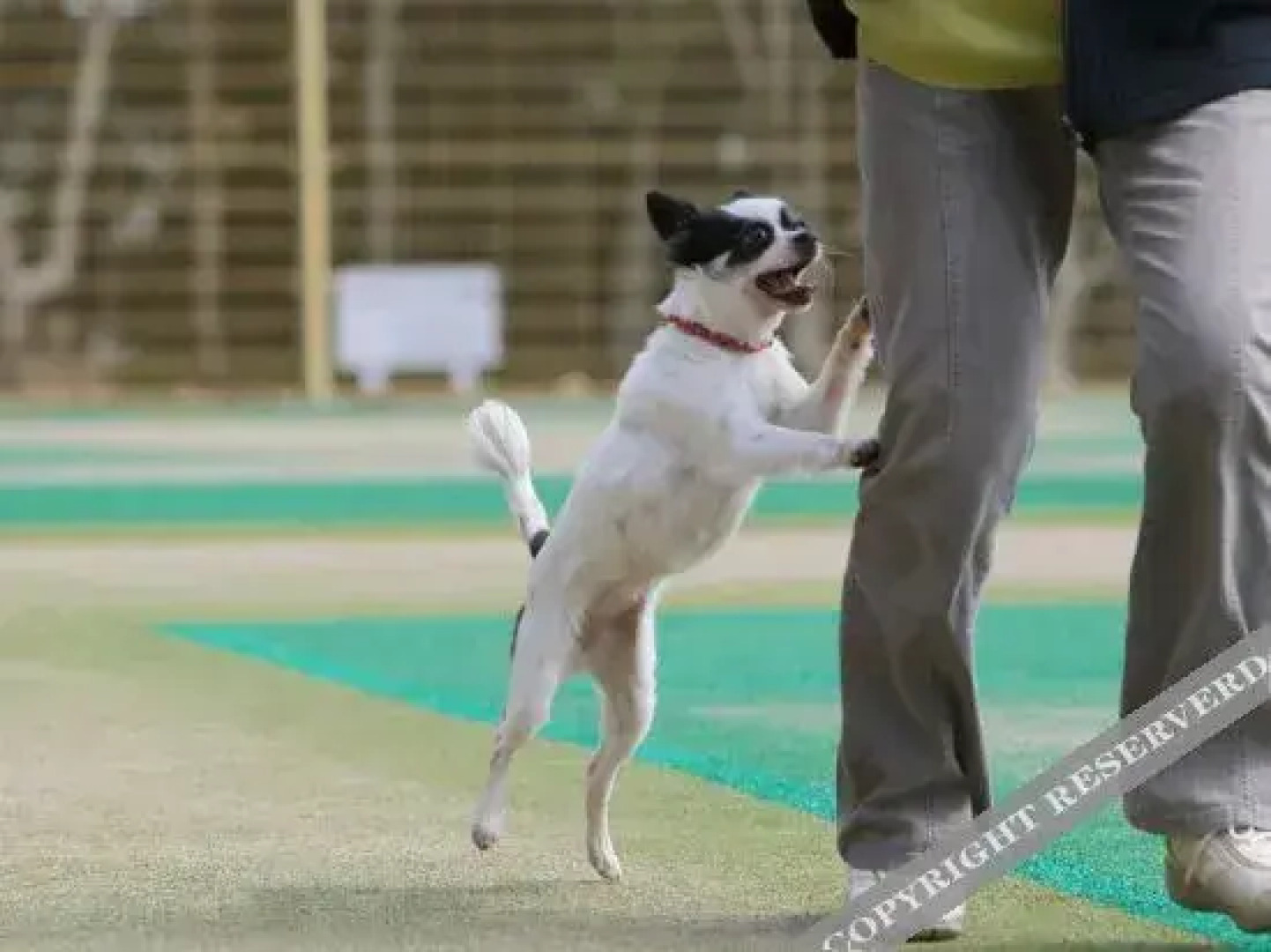 Ryokusuitei Katsuura Annex Suika