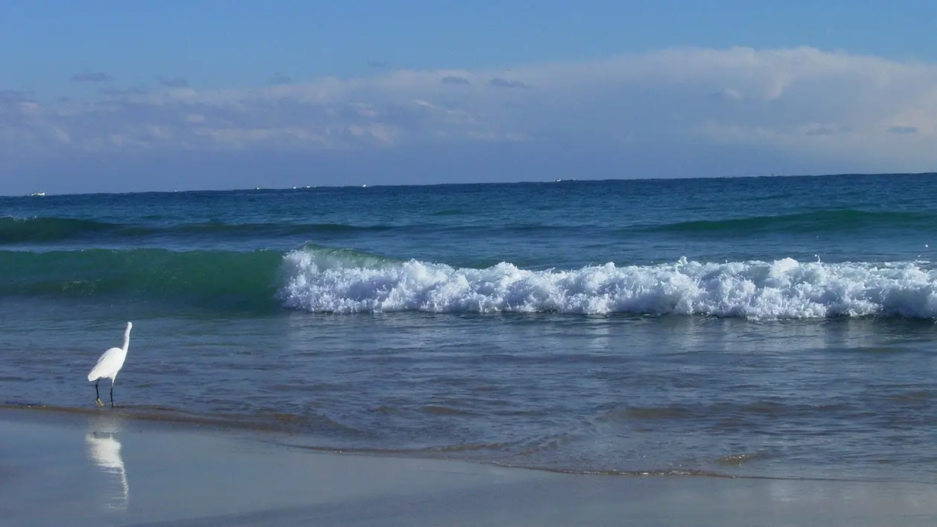 Sunshine Shirako New