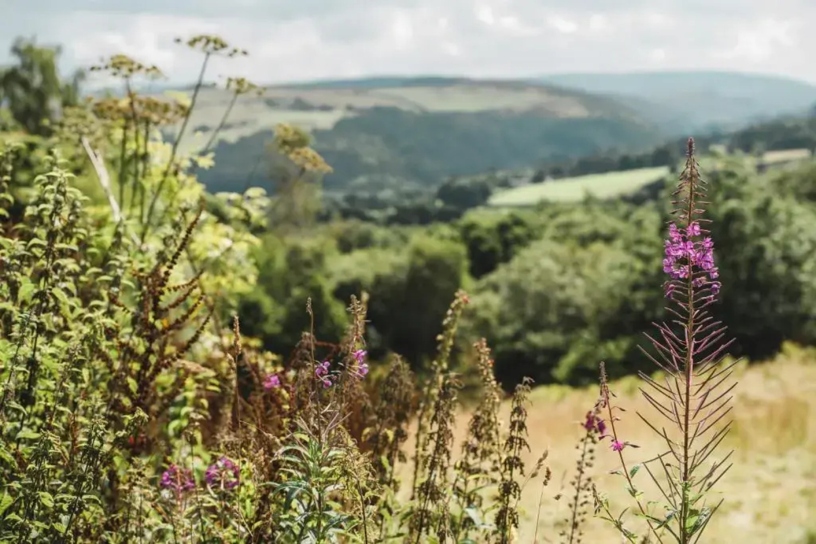 Daisy Bell Tent at Belan Bluebell Woods