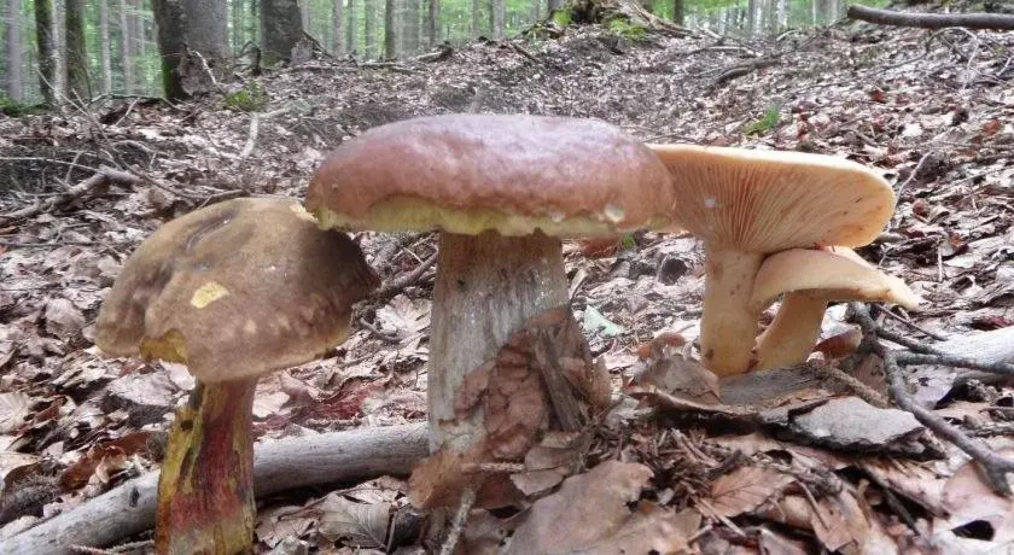 Hotel-Pension Salzsäumerhof