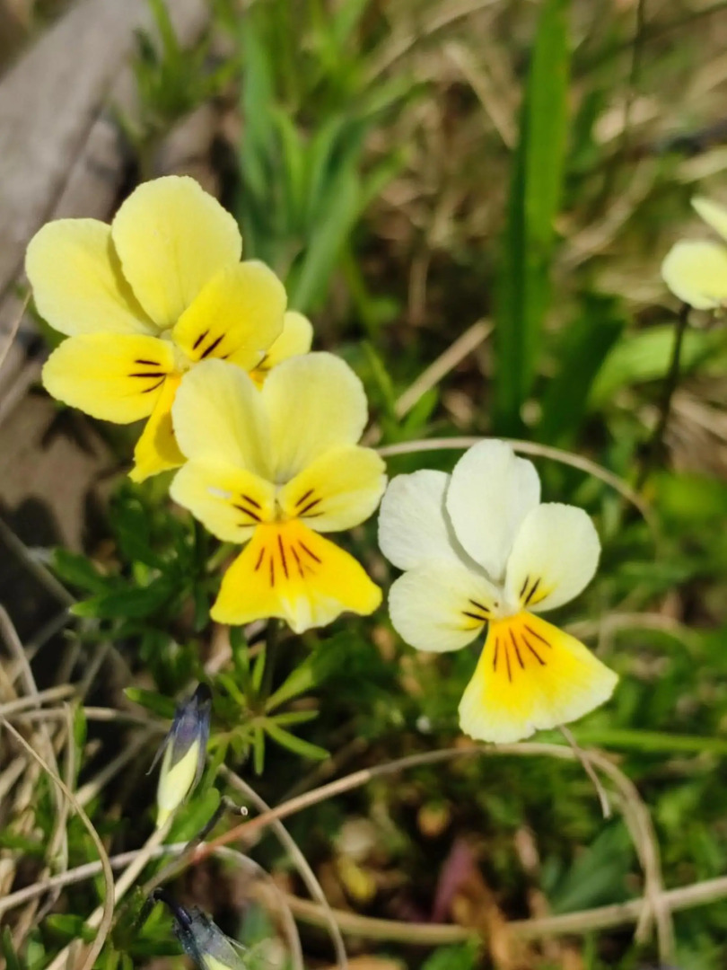 Your Stay in Kelmis - La Calamine- Cosy apartment in the Ardennes -Three-country point