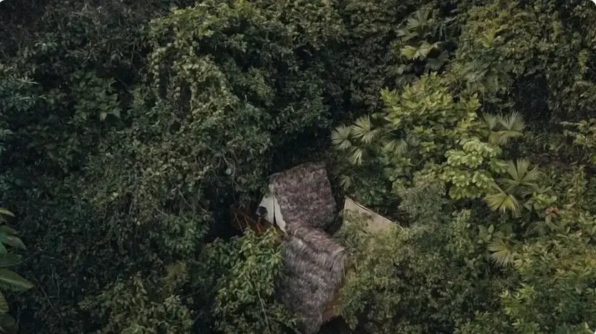 Tigrillo Rio Claroby LosColoresEcoparque