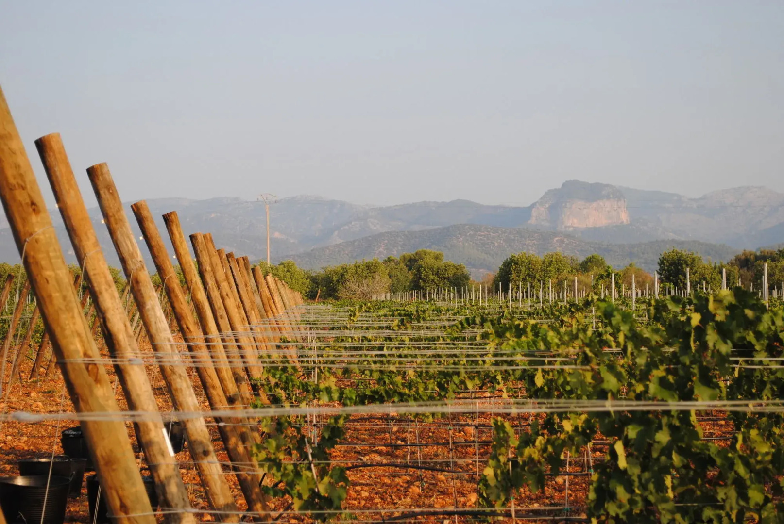 Weingut & Landhotel Can Davero