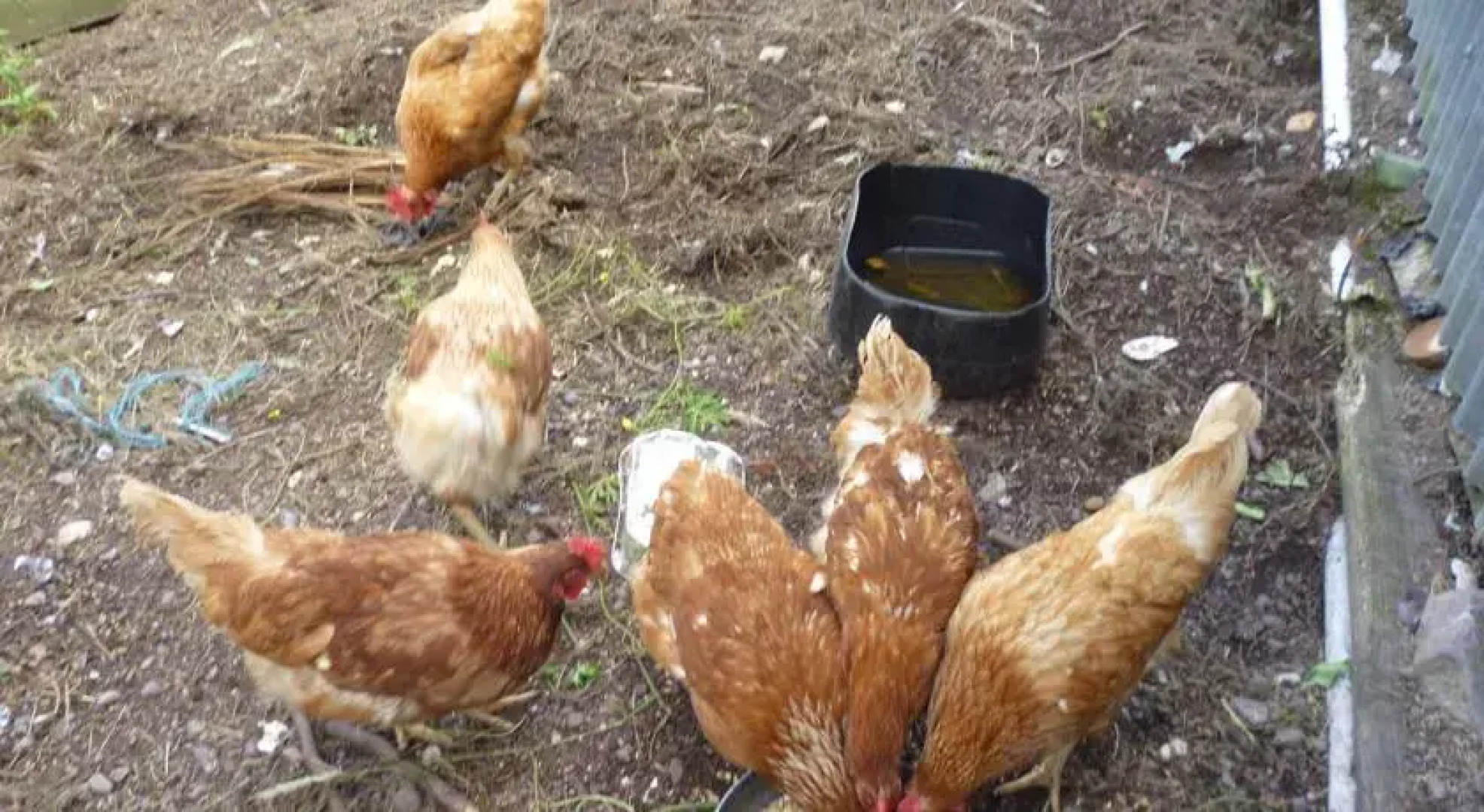 Green Isle Farmhouse