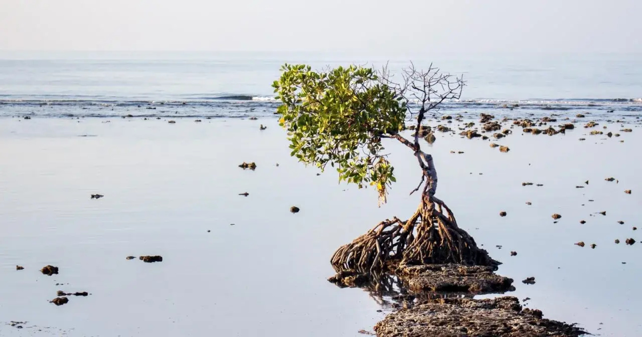 Adi Assri Beach Resort & Spa