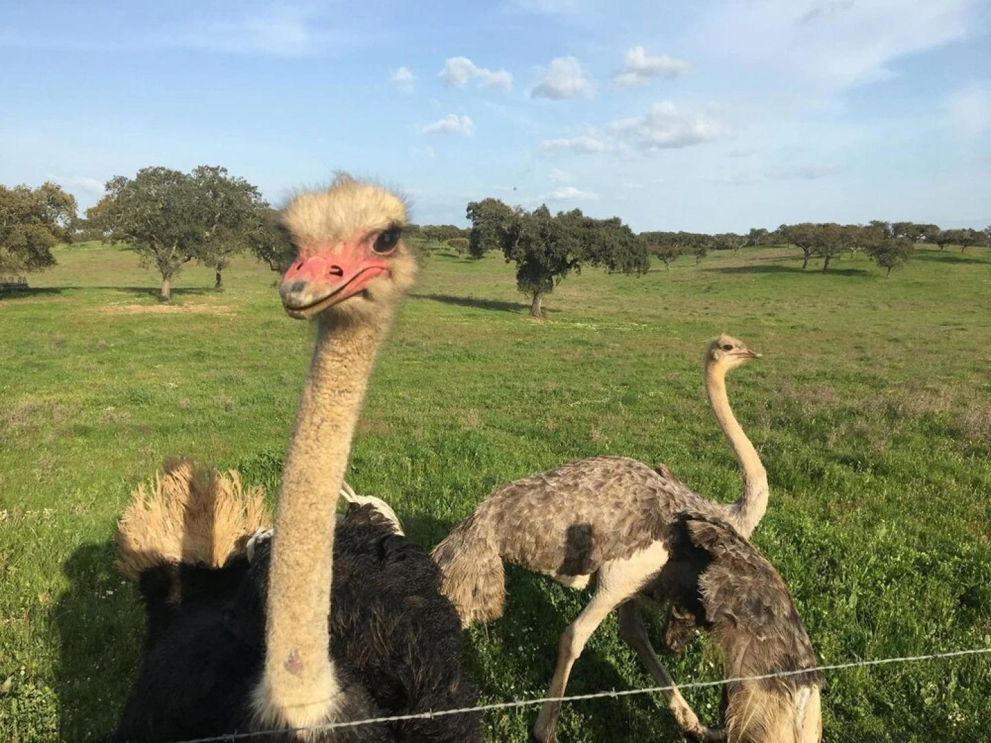 House With 2 Bedrooms in Ourique, With Wonderful Lake View, Pool Acces