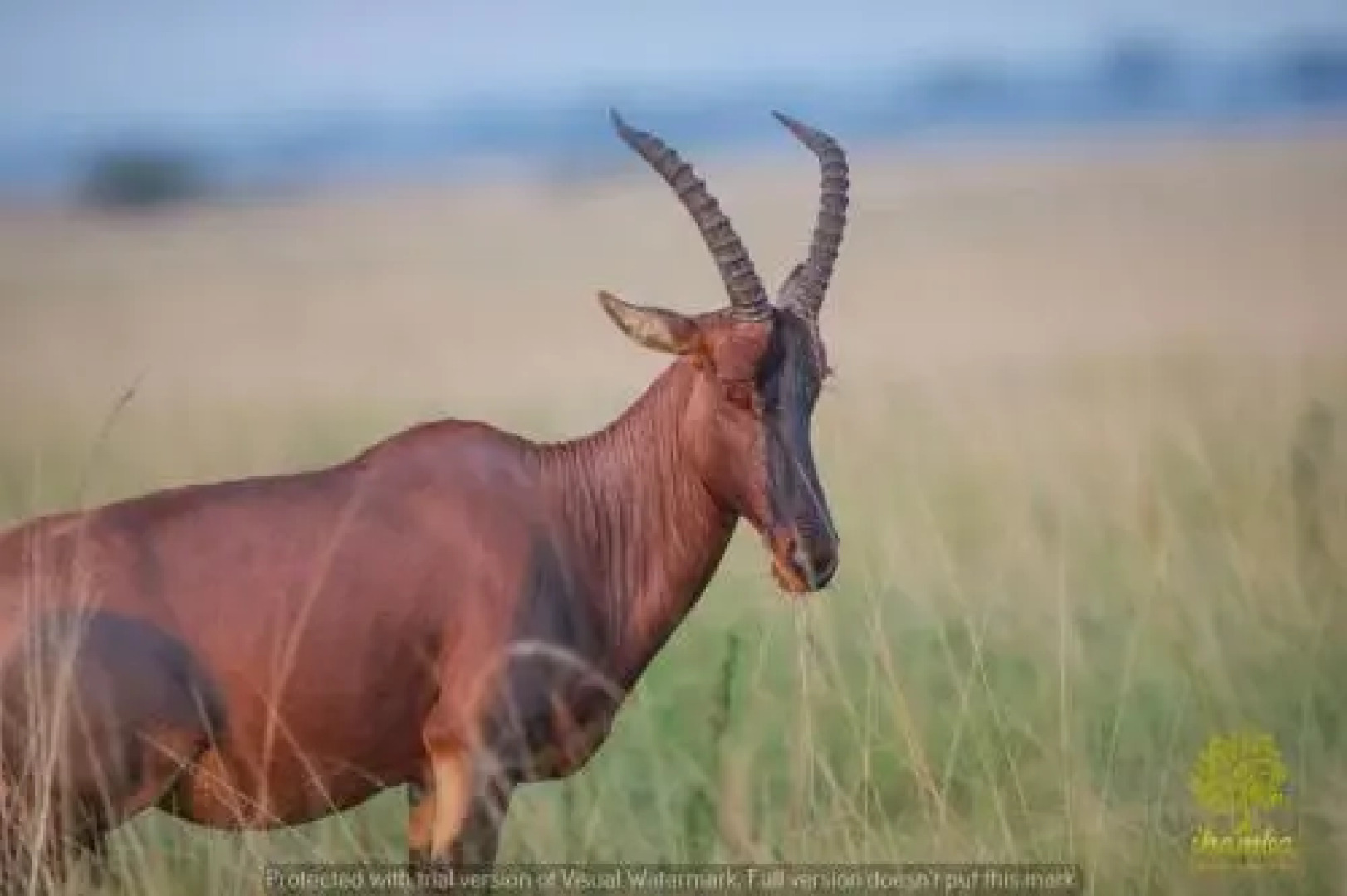 Ihamba Lakeside Safari Lodge