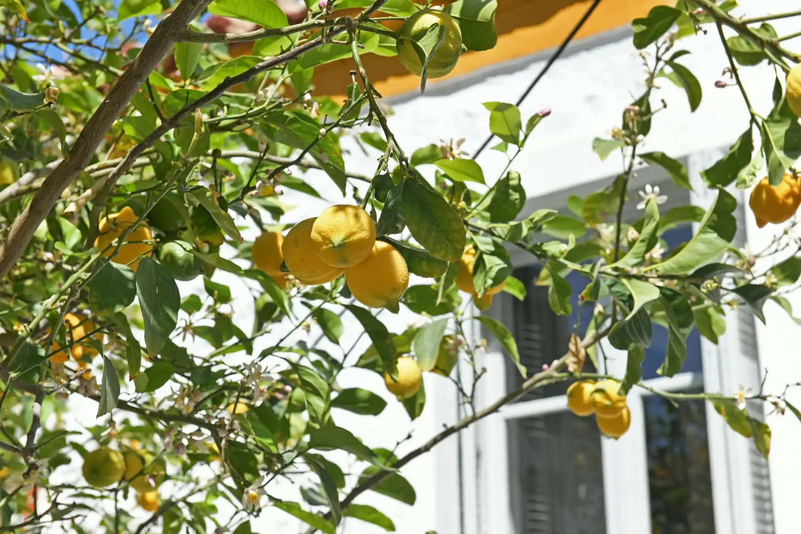 Douskos Citrus Apartments Hydra