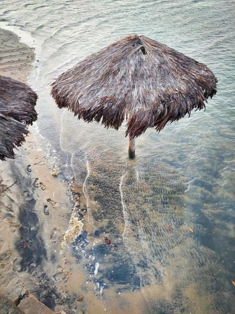 Paradise Suit Sal Premium