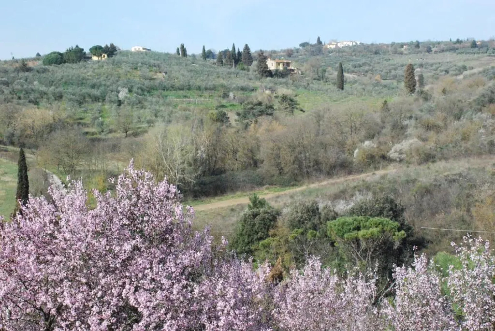 Gli Oleandri di Belfiore