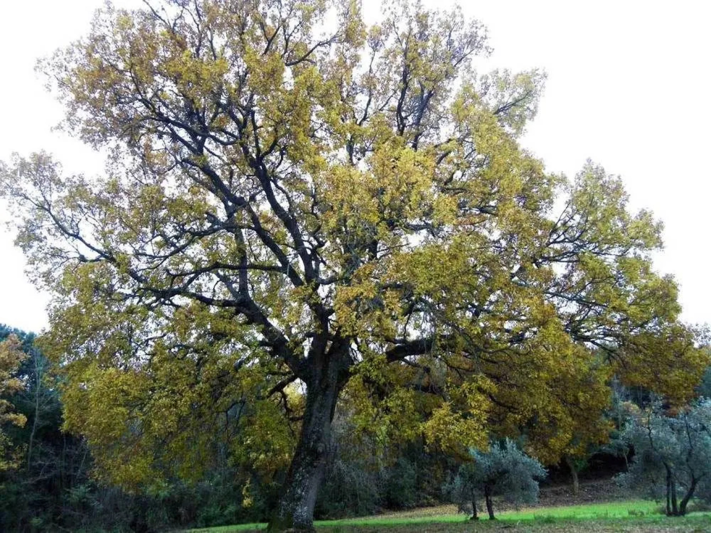 Prato A Baldo