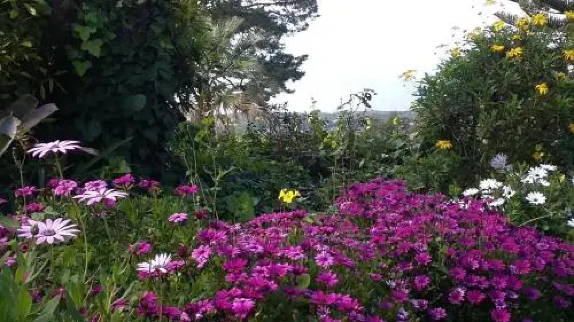 quinta Colina flora