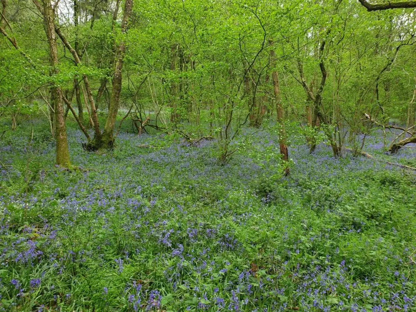 Historic 2bed - Traditional Countryside Retreat