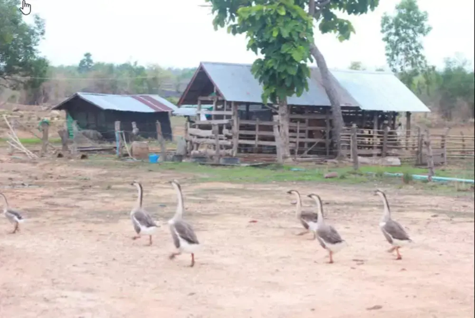 The Goose Farm Stay & Cafe