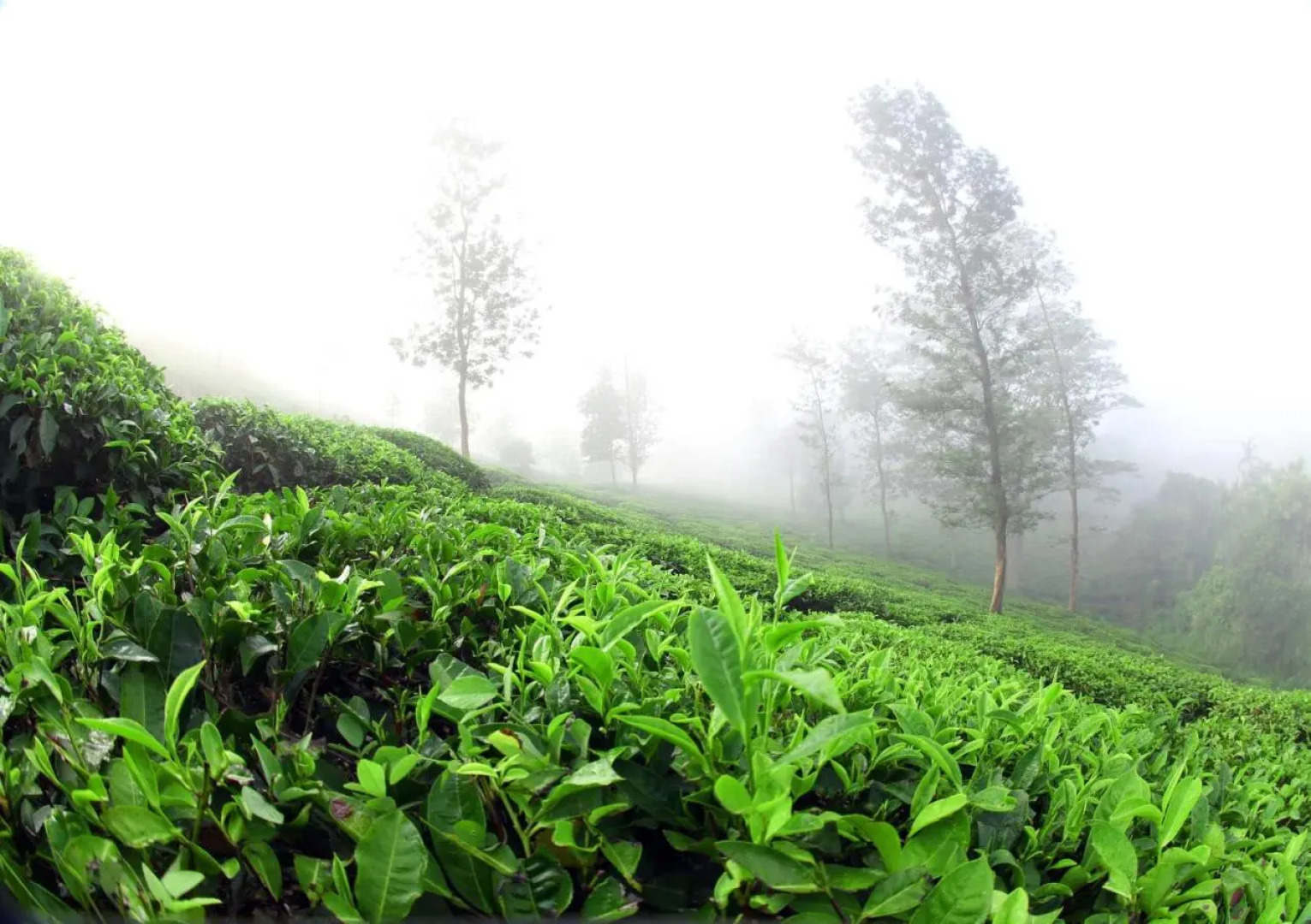 Parisons Plantation Experiences by Abad