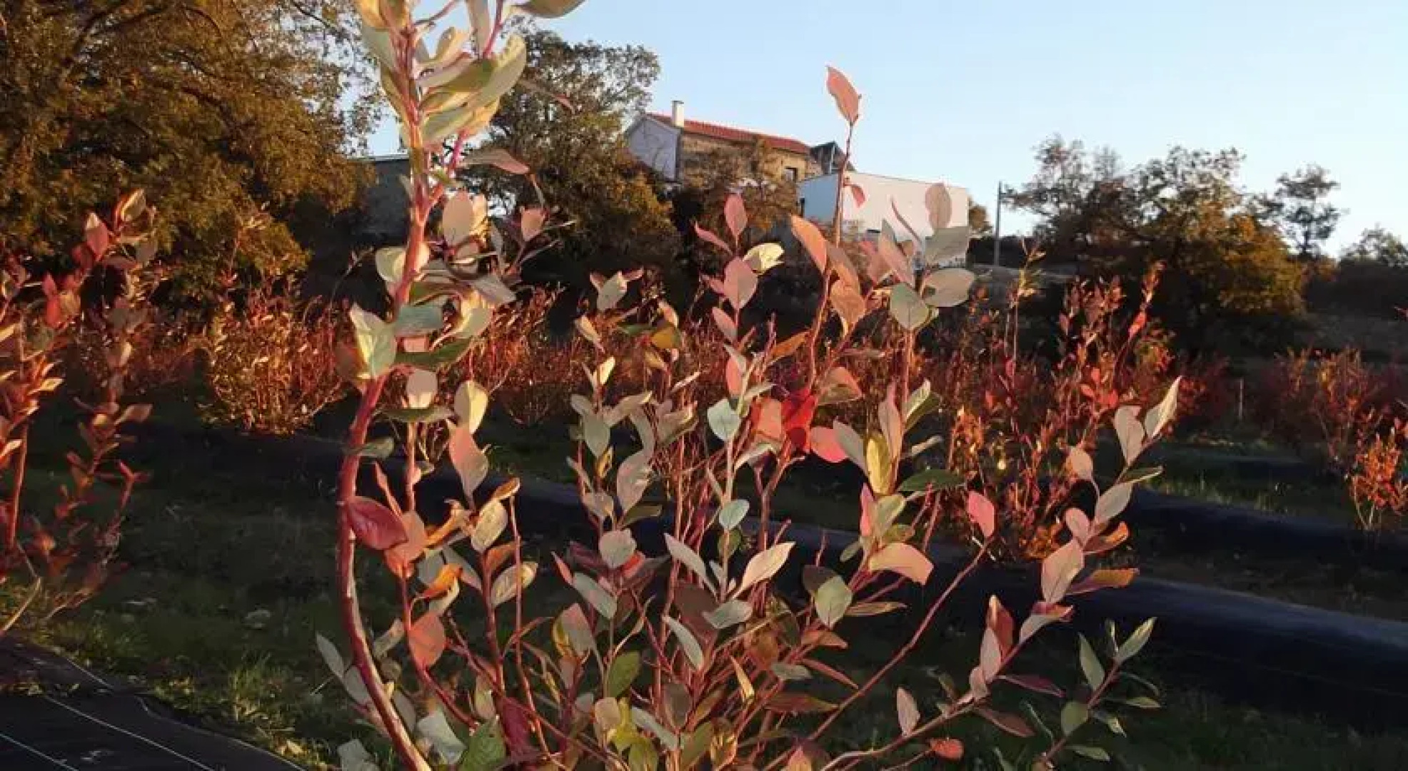 Quinta dos Carvalhais