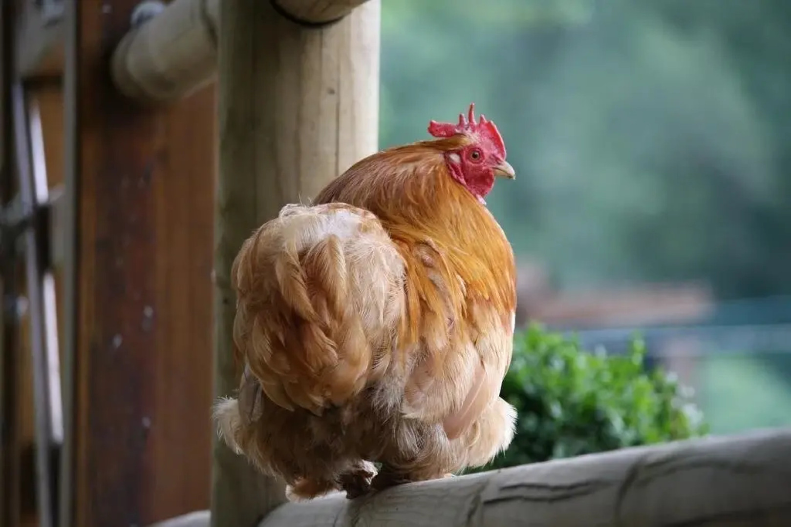 La Maison Des Cocottes