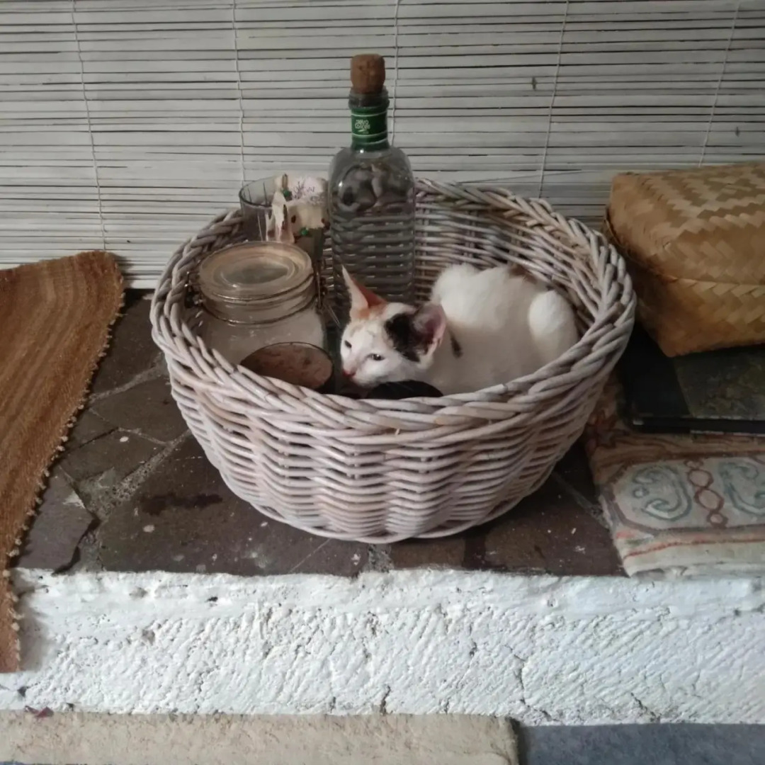 Shady Grove Healing Centre and Homestay