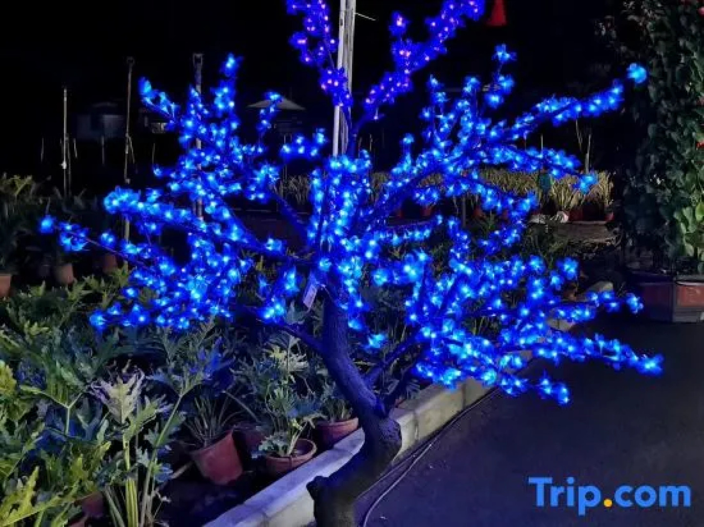 Wuzhou Business Hotel Beiliu