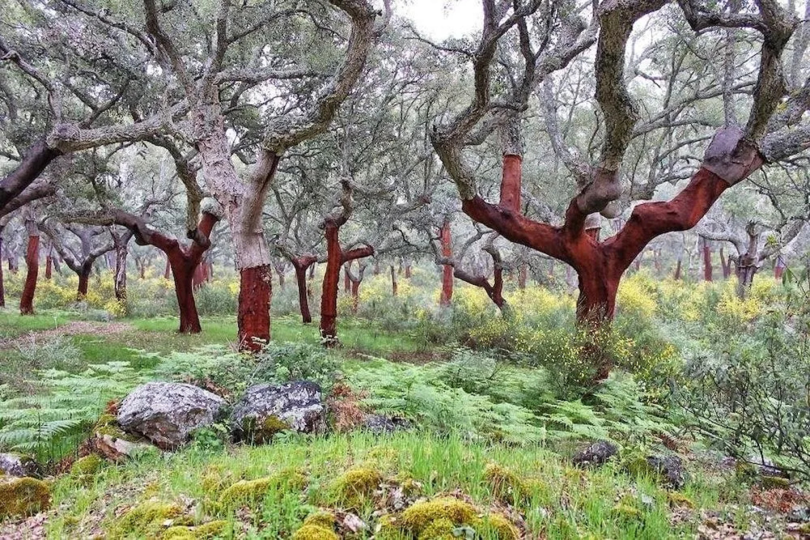 Casa Rural Cielo Abierto 1
