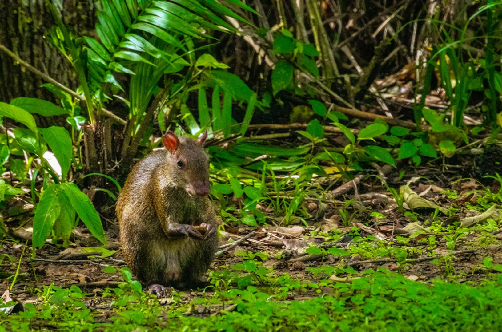 Summit Rainforest & Golf Resort