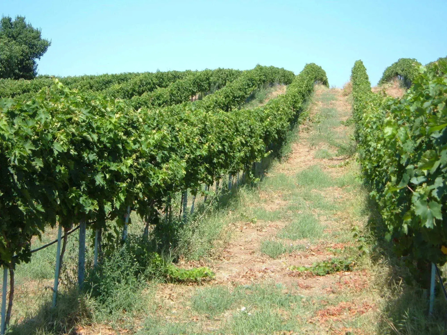 Azienda Agricola Sinisi