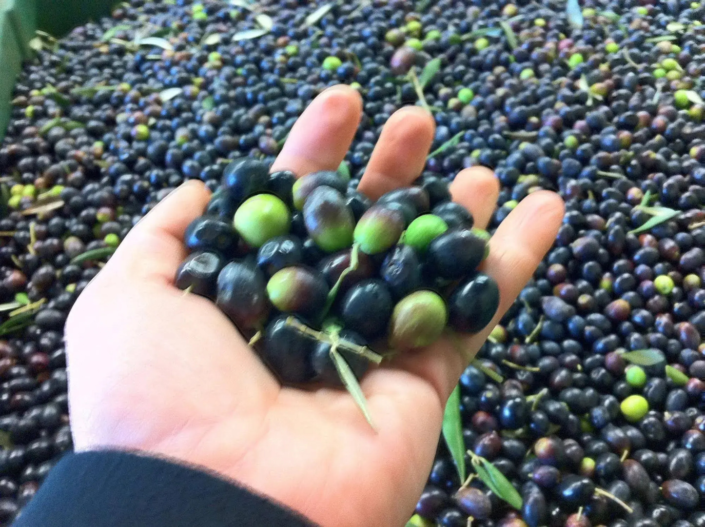 Casa Portagioia Tuscany Bed and Breakfast