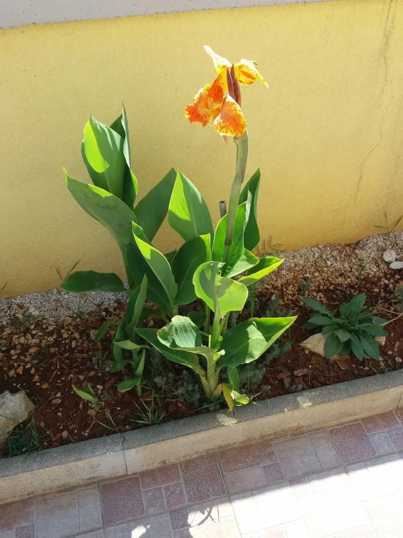 Apartment Franjo - barbecue: A3 Vir, Zadar riviera