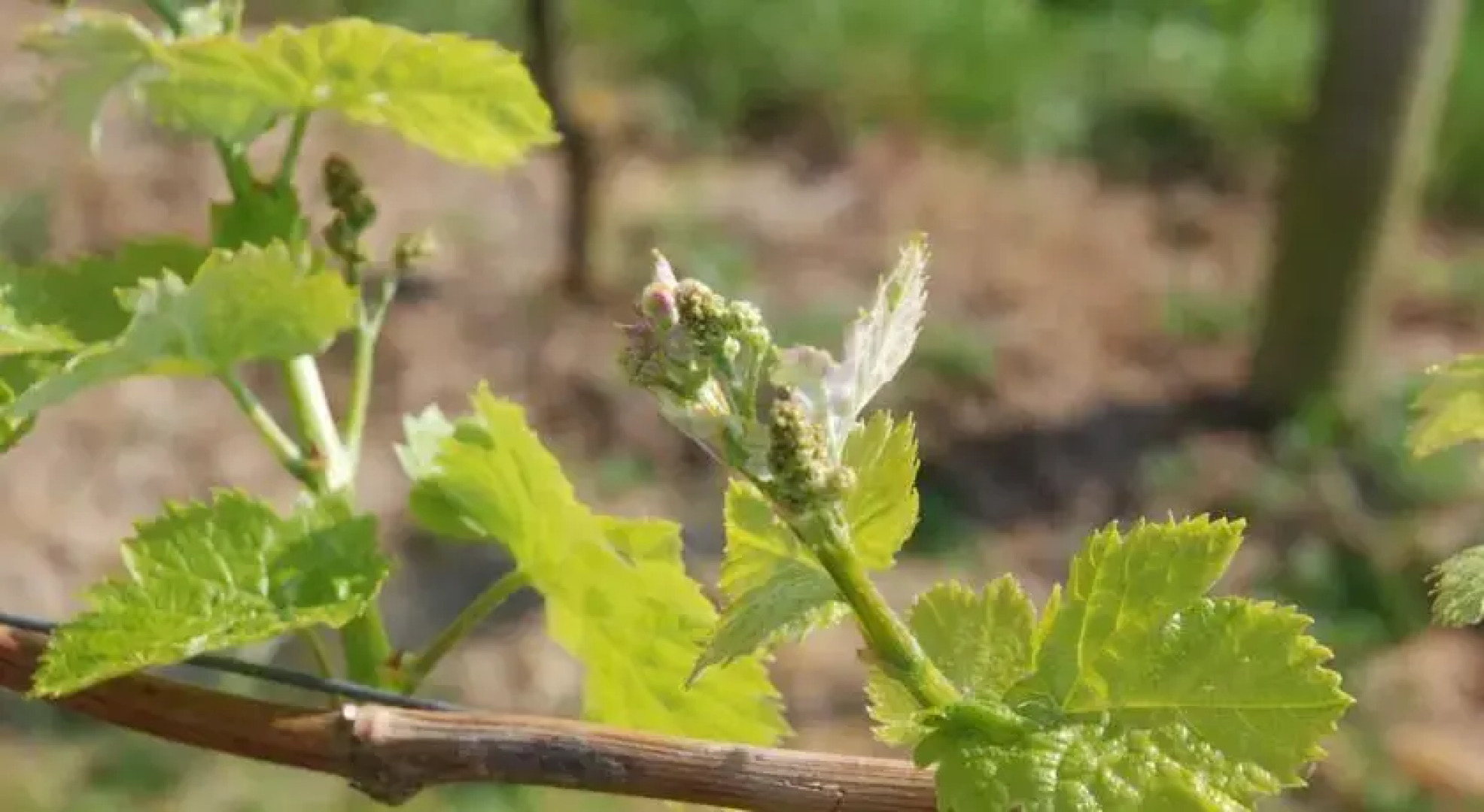 Villa Golsen Guest House