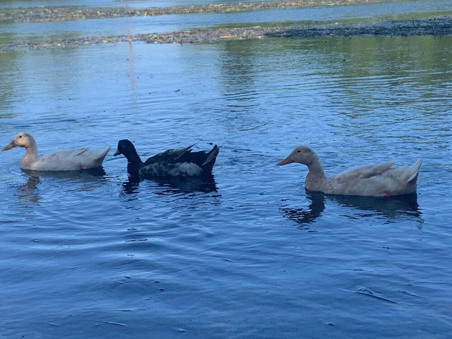 Water Haus Daily Rental 12 Guests