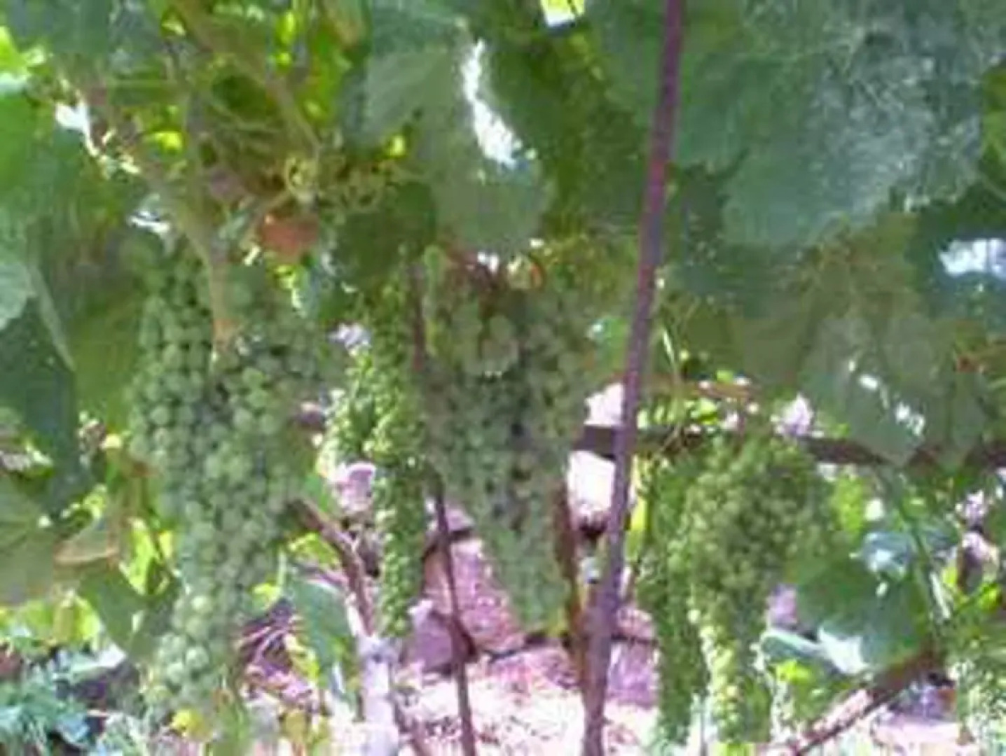 Villa-sleeps4-parking-garden-pool-nearairport