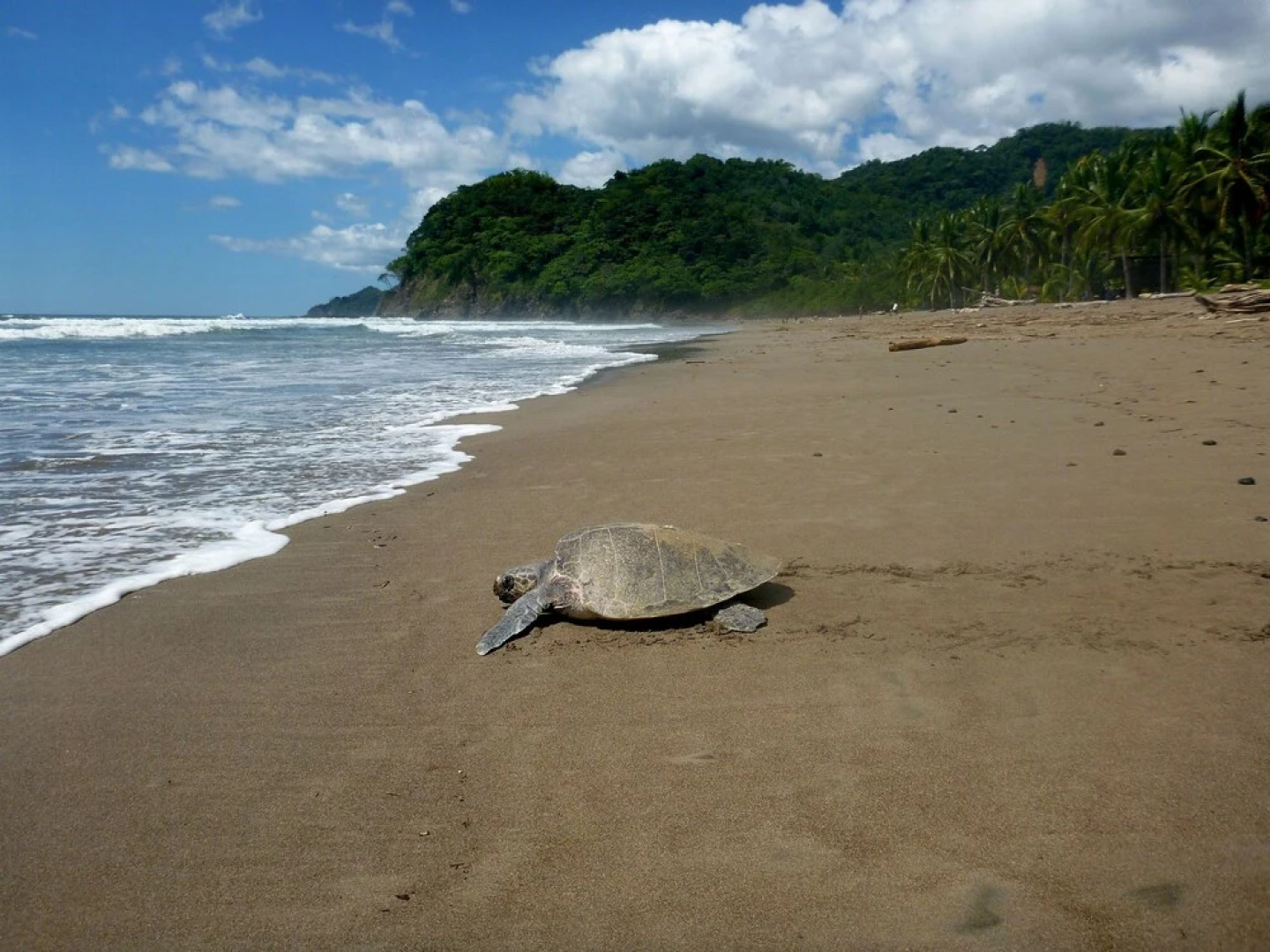 La Preciosa Wild Beach Eco Resort