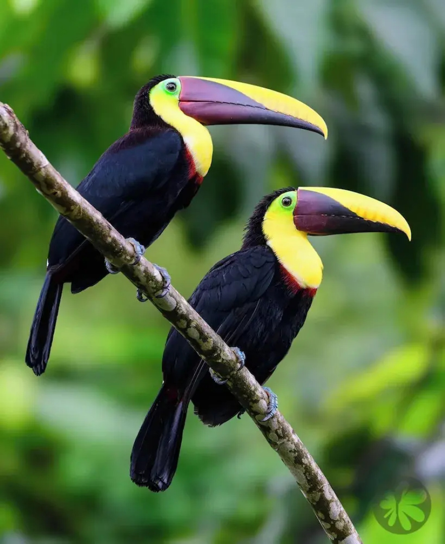 Villa Bruno - Terrace - Jungle - Birdwatching