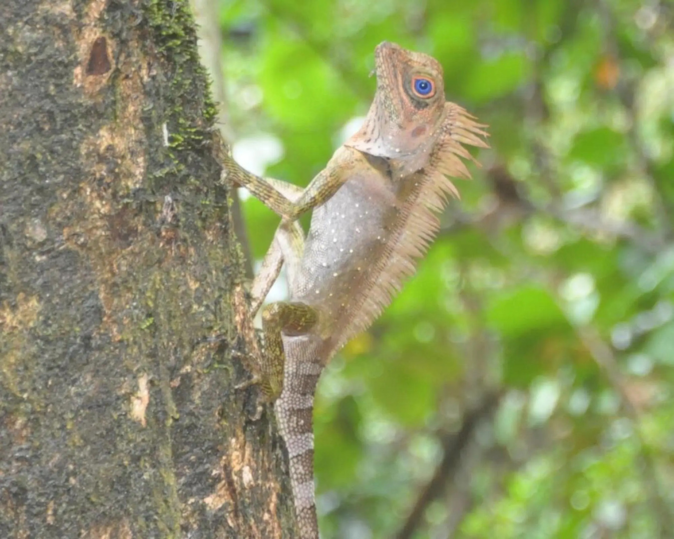 Permai Rainforest Resort