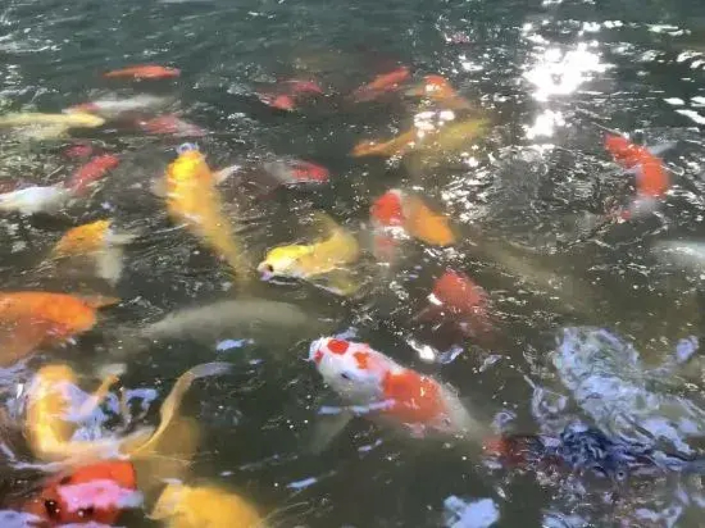 Orangreen Guesthouse